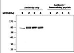 Cortactin Antibody in Western Blot (WB)