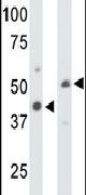 Creatine Kinase MT Antibody in Western Blot (WB)