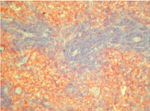 Crry Monoclonal Antibody (5I2)