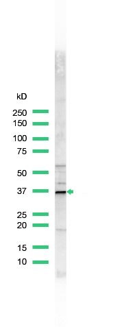 Cyclin D1 Antibody in Western Blot (WB)