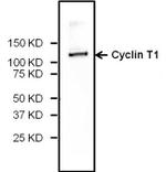 Cyclin T1 Antibody in Western Blot (WB)