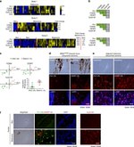 Cyclin B1 Antibody in Immunohistochemistry (IHC)