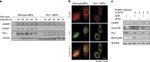 Cyclin B1 Antibody in Western Blot (WB)