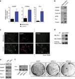 Cyclin B1 Antibody in Western Blot (WB)