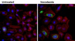 Cyclin B1 Monoclonal Antibody (GNS11)