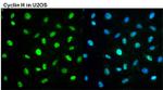 Cyclin H Antibody in Immunocytochemistry (ICC/IF)