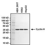 Cyclin H Antibody in Western Blot (WB)