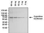 Cypridina luciferase Antibody in Western Blot (WB)
