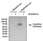 Cypridina luciferase Polyclonal Antibody
