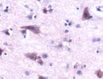 Cytochrome C Antibody in Immunohistochemistry (IHC)