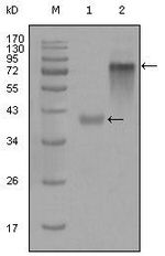 Cytokeratin 19 Antibody in Western Blot (WB)