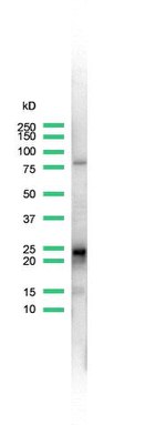 D4-GDI Antibody in Western Blot (WB)