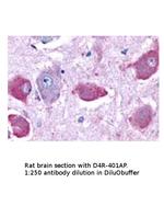 Dopamine Receptor D4 Polyclonal Antibody