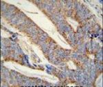 DACT1 Antibody in Immunohistochemistry (IHC)