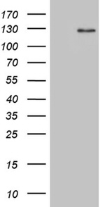 DACT1 Antibody in Western Blot (WB)