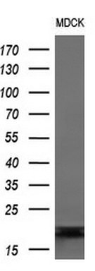 DAND5 Antibody in Western Blot (WB)