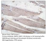 DAP Kinase 1 Polyclonal Antibody