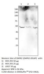 DAPK2 Polyclonal Antibody