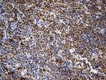DAPP1 Antibody in Immunohistochemistry (Paraffin) (IHC (P))