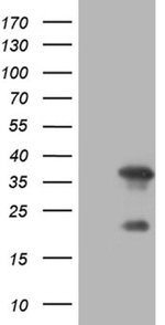 DAPP1 Antibody in Western Blot (WB)