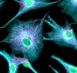 Donkey anti-Rabbit IgG (H+L) Highly Cross-Adsorbed Secondary Antibody, Alexa Fluor™ Plus 405