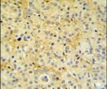 DAZAP2 Antibody in Immunohistochemistry (IHC)