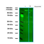 PARP1 SRM Antibody in Western Blot (WB)