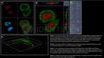 PARP1 SRM Antibody in Immunocytochemistry (ICC/IF)