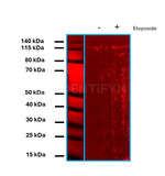 PARP1 SRM Antibody in Western Blot (WB)
