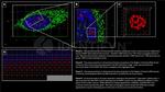 PARP1 SRM Antibody in Immunocytochemistry (ICC/IF)