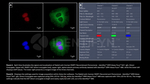 PARP1 SRM Antibody in Immunocytochemistry (ICC/IF)