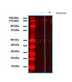 PARP1 SRM Antibody in Western Blot (WB)