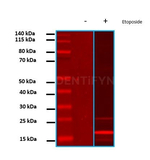 gamma-H2AX SRM Antibody in Western Blot (WB)