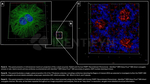PARP1 SRM Antibody in Immunocytochemistry (ICC/IF)