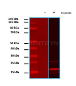 gamma-H2AX SRM Antibody in Western Blot (WB)