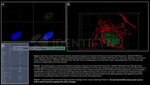 H2AX SRM Antibody in Immunocytochemistry (ICC/IF)