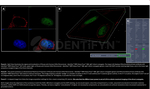 H2AX SRM Antibody in Immunocytochemistry (ICC/IF)