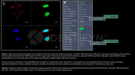 H2AX SRM Antibody in Immunocytochemistry (ICC/IF)