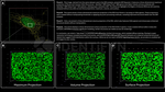 H2AX SRM Antibody in Immunocytochemistry (ICC/IF)