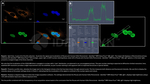 H2AX SRM Antibody in Immunocytochemistry (ICC/IF)