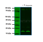 H2AX SRM Antibody in Western Blot (WB)