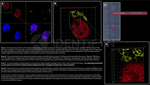 H2AX SRM Antibody in Immunocytochemistry (ICC/IF)