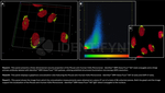 H2AX SRM Antibody in Immunocytochemistry (ICC/IF)