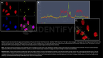 H2AX SRM Antibody in Immunocytochemistry (ICC/IF)