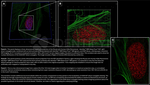 H2AX SRM Antibody in Immunocytochemistry (ICC/IF)