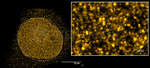 H2AX SRM Antibody in Immunocytochemistry (ICC/IF)