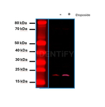 H2AX SRM Antibody in Western Blot (WB)