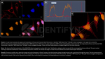 H2AX SRM Antibody in Immunocytochemistry (ICC/IF)