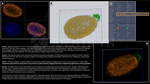 H2AX SRM Antibody in Immunocytochemistry (ICC/IF)