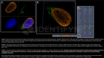 H2AX SRM Antibody in Immunocytochemistry (ICC/IF)